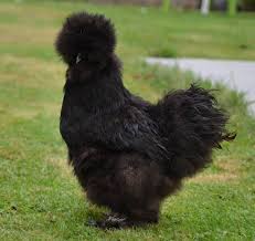 poule soie noire