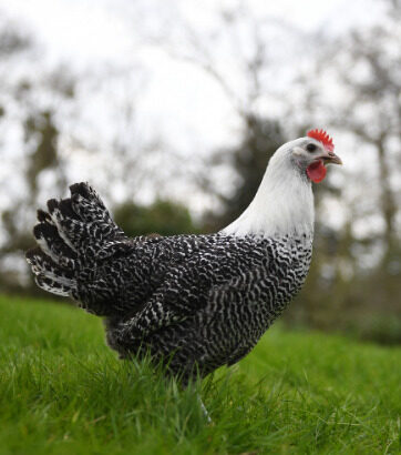 Poule Braekel