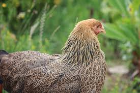 brahma naine