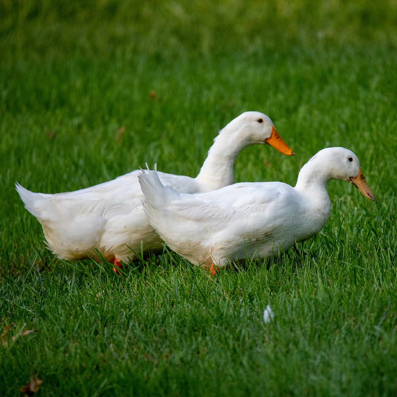canard pekin