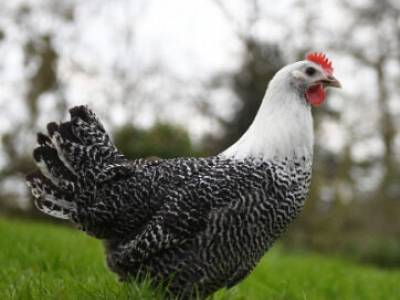 La poule Braekel