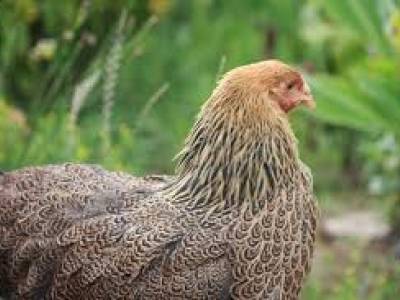 La poule Brahma naine